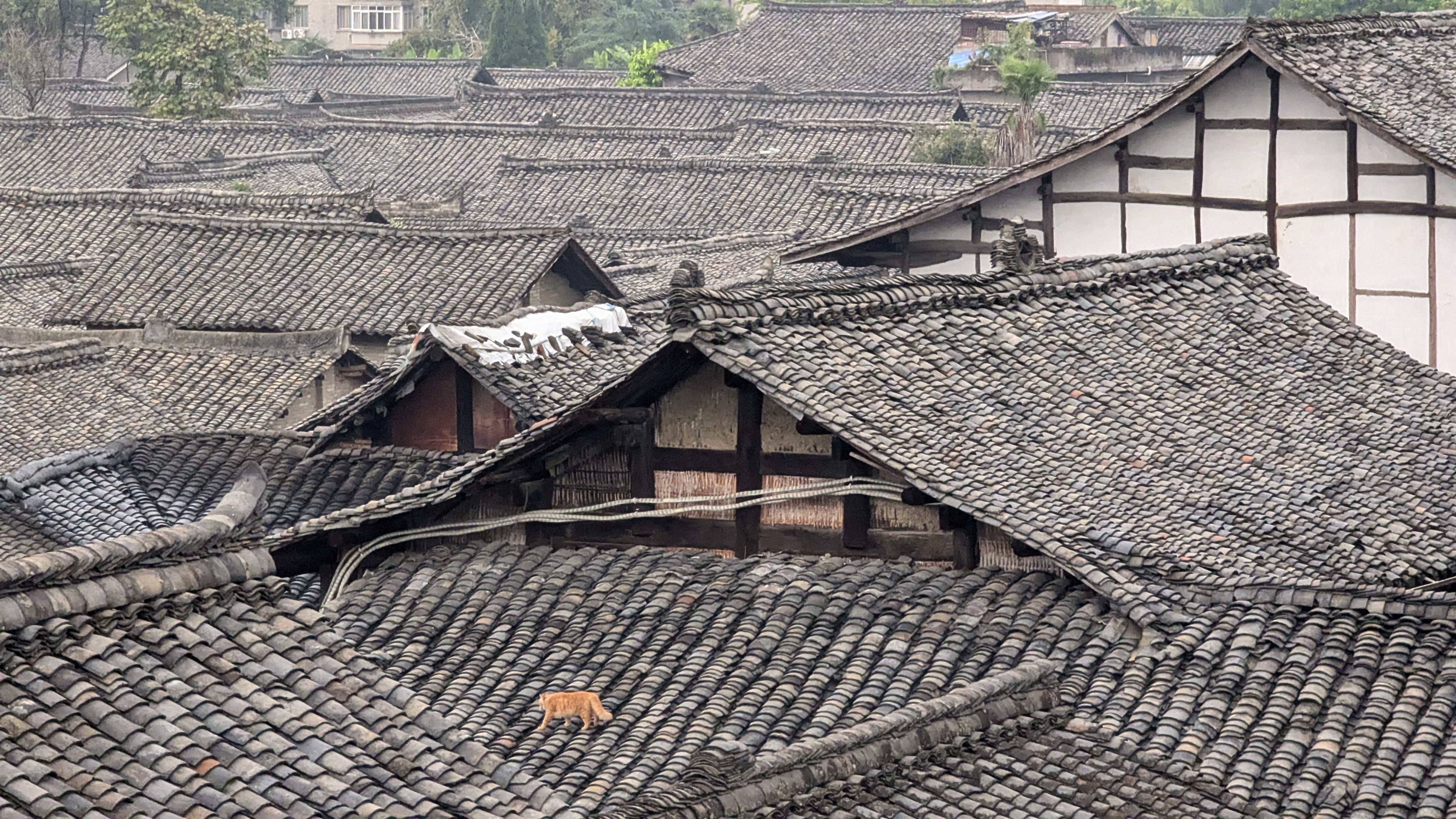 PXL_20241011_042004818